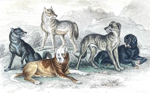 1866 Goldsmith HANDCOLORED WOLVES MASTIFF DOGS ex Earth/Animated Nature Pl #40 - Picture 1 of 2