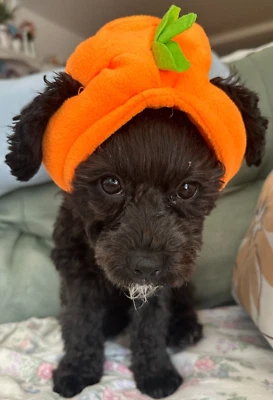 (NUEVO) ANIMAL PLANETA MASCOTAS Disfraz Capucha SOMBRERO Halloween felpa calabaza pequeño/pequeño Foto 1 de 4