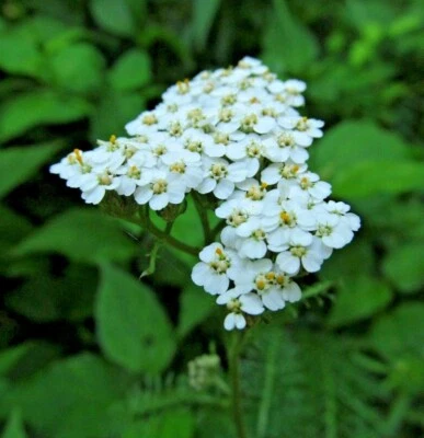  ACHILLEA MILLEFOLIUM Seeds *FREE Shipping!* Common White Yarrow 1000+ SEEDS - Image 1 of 4