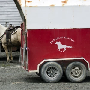 CABALLOS EN TRÁNSITO Horsebox Trailer Vinilo Letras Pegatina Calcomanía Gráfico (T1) - Imagen 1 de 3