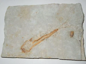 - Fossili - PESCE (5) brasile - Picture 1 of 1