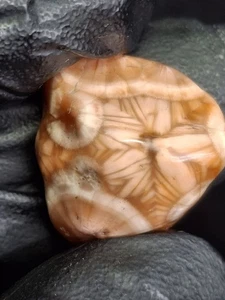Red Orange 5 Point Star Natural Pattern  Prehnite Keweenaw Thompsonite Mesolite - Picture 1 of 21