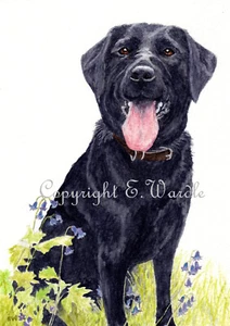 ACEO 2.5" X 3.5" 'BLACK LABRADOR' Dog Ltd Edit. PRINT of Watercolour By E.Wardle - Picture 1 of 2