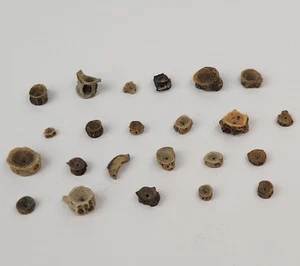 Fish Vertebrae 23 Fossil Bulk Lot - Hell Creek Fm. - Wibaux Co., MT - Picture 1 of 13