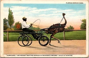 c1907 Ostrich Farm, buggy, Jacksonville, FL, Hurricane the Fastest Ostrich - Picture 1 of 2