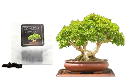 30 Common Boxwood Bonsai Seeds | Grow Your Own Bonsai Tree | Great for Beginners - Image 1 of 4