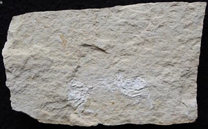 Corazzatocarcinus hadjoulae 01S - 2 Juvenile Crabs - Cretaceous Fossils Lebanon - Picture 1 of 5