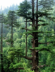 SAMEN BONSAI Himalayazeder Frühlings-Dekoration outdoor Wohnzimmer Aussaat Saat - Bild 1 von 1