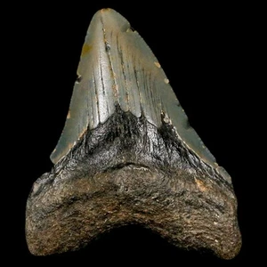 3" Quality Megalodon Shark Tooth Serrated Fossil Natural Miocene Age COA - Picture 1 of 7