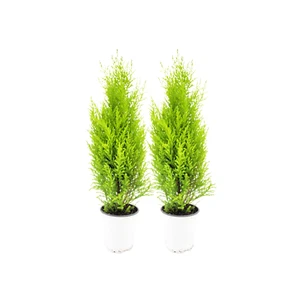 2-PK Live Dwarf Lemon Cypress, Live Indoor Tree, Fragrant Plant, 4.5-in Pots - Picture 1 of 5