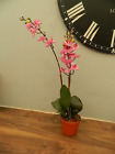 artificial plant -  pink orchid   in pot