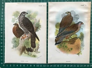 Antike Drucke von 1896; Honigdrachen & Turmfalken von Wyman & Co - Bild 1 von 3