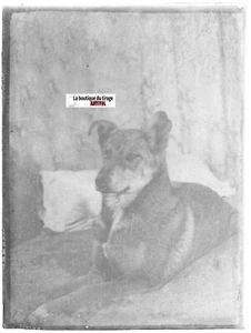 Dog, France, Animal, Vintage Glass Photo Plate, Black & White Positive 9x12 cm - Picture 1 of 1