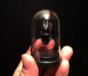 Cabinet de curiosités Globe Insecte Cantharolethrus steinheili du Pérou! - Imagen 1 de 1
