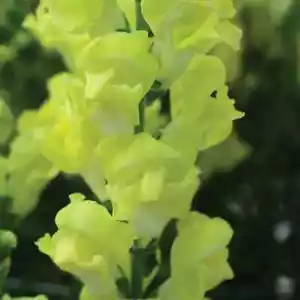 Snapdragon Rocket Golden 50 Seeds - Picture 1 of 1