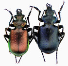 056_1 - Carabus - Calosoma inquisitor inquisitor 2m1819 - Bulgaria