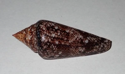 48 mm GREAT PATTERN RARE Conus Gloriamaris Cone Seashell AK1 From Sumbawa Island - Image 1 of 4