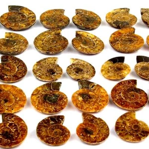 Ammoniten Paare poliert Ø 30 - 60 mm Fossilien Schnecke AA-Qualität Madagaskar p - Bild 1 von 9