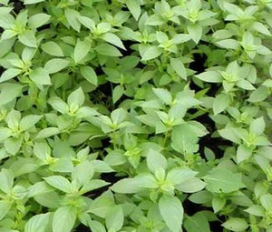 Basilikum Zitrone Ocimum Basilicum - 100 große Samen - Bild 1 von 1