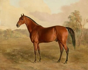 Sorrel Kentucky Race Horse Print 11x14 Acid-Free Museum 100% Cotton Paper A7 - Picture 1 of 5
