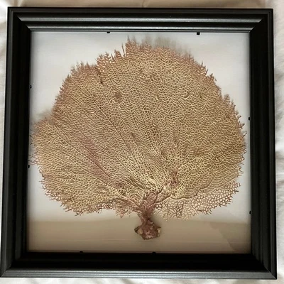 Ocean Real Dried White Coral Tree Sea Fran Framed from UK 35x35x4 cm Vs11 - Image 1 of 4