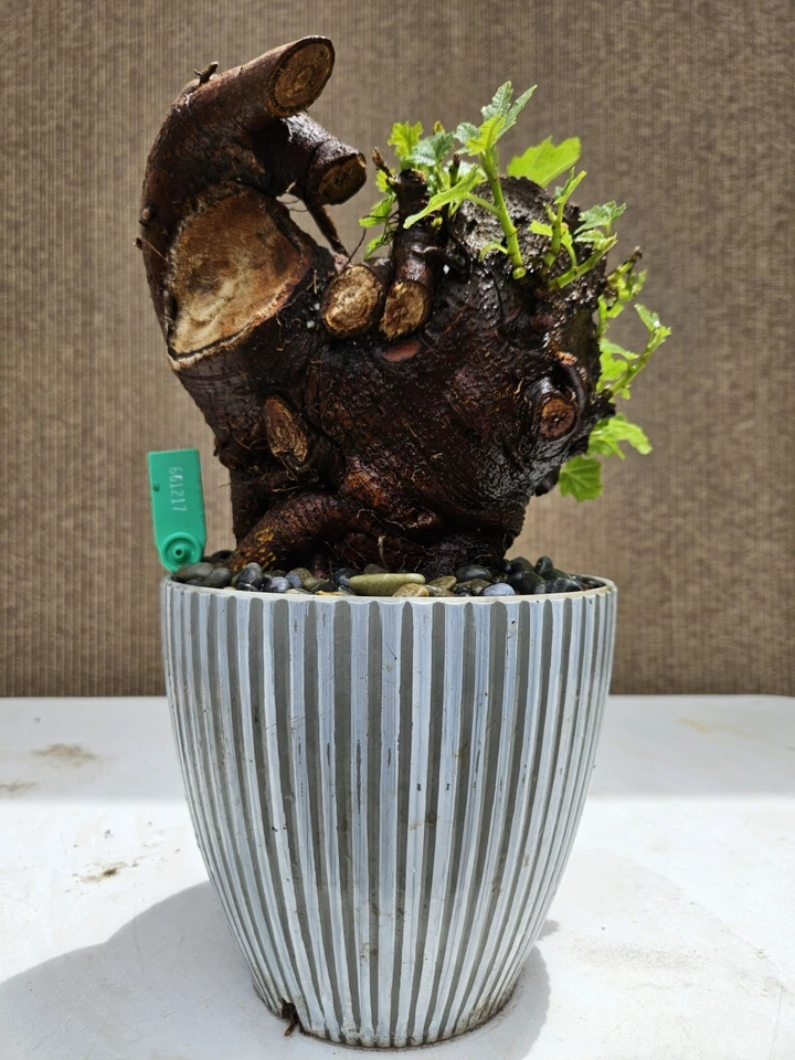 Old Fig Bonsai Tree ( Ficus Carica ),,, sale  - Image 1 of 4