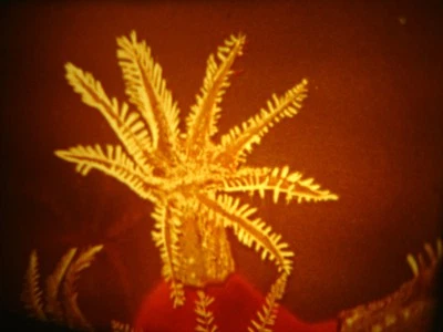 16mm Soviete educational " Type Coelenterates " Film Color Movie Nature - Image 1 of 4