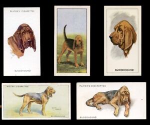 Bloodhound Dog Vintage Cigarette & Trade Cards - collection of 5 all original