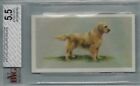 1979 Grandee Top Dogs Collection No. # 10 The Golden Retriever BVG 5,5 Rare PSA
