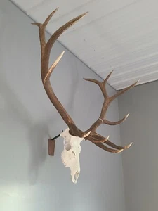Elk Euro Skull Mount Taxidermy Bracket Fits Elk  Copper Cover plate - Picture 1 of 6