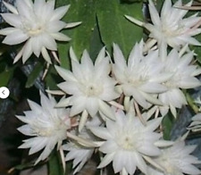 Orchid cactus Epiphyllum pumilum cuttings white otherworldly fragrant