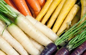 *Maxi Format* Lot De 500 Graines De Carotte De Couleurs En Mélange Semences Seed - Foto 1 di 1