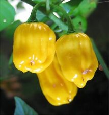  15 Graines de piment Yellow Habanero Chilli pepper seeds