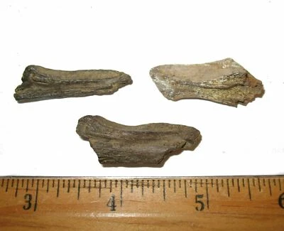 Cretaceous Hell Creek fossil turtle JAW dinosaur beds rare specimens 1 per bid - Image 1 of 4