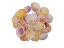 Natural Beach Shells - Home Decor  Seashells Wedding Display Craft Aquarium Sea 