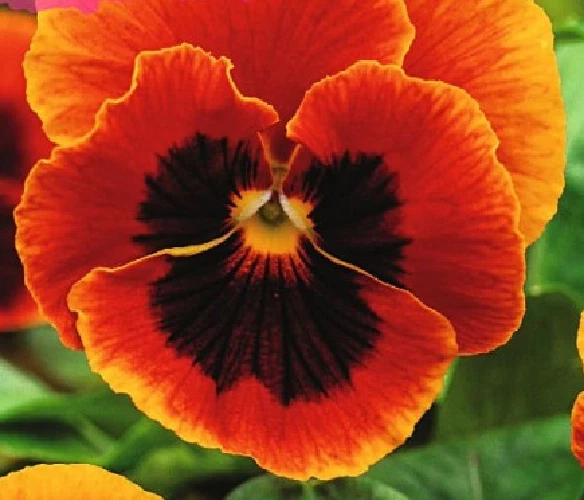 PENSAMIENTO GIGANTE flor naranja gigante   - 50 Semillas -  Seeds - Imagen 1 de 1