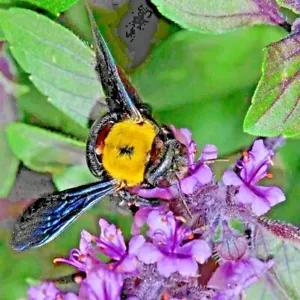 200+ CINNAMON BASIL SEEDS - HERB - PERENNIAL - HEIRLOOM - INSECT BUG REPELLENT - Picture 1 of 7
