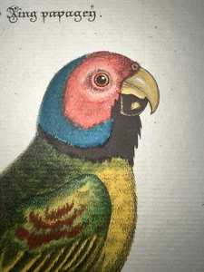 Incisione antica pl. 18 Edwards Seligmann C1750 pappagallo colore a mano - Foto 1 di 2