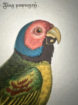Grabado antiguo pl. 18 Edwards Seligmann C1750 pájaro color mano loro Foto 1 de 2