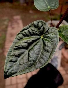 Anthurium 'Magnificent Luxury' - Magnificum (Linden) x Luxurians - Rare Aroid - Picture 1 of 10