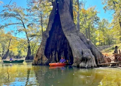 Southern Bald Swamp Cypress Tree Seeds Taxodium distichum Fast Fall Colors Hardy - Image 1 of 4