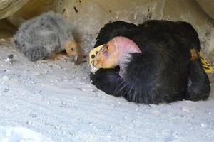 EXTINCT CALIFORNIA CONDOR CHICK GLOSSY POSTER BILD FOTODRUCK BANNER 10068 - Bild 1 von 1