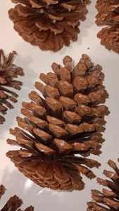15 Tannenzapfen Lot 4-5" Handwerk Dekor Kranz Florida wunderschön mittel/groß dick natürlich - Bild 1 von 6