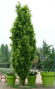 Säulengoldbuche Fagus sylvatica 'Dawyck Gold' 80 - 100 cm Goldbuche Buche Baum - Bild 1 von 2
