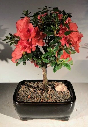 Árbol Bonsai Satsuki Azalea Duc De Rohan Tropical Southern Indica 12" de alto Foto 1 de 1
