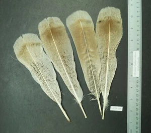 Lote de cuatro plumas de cola de pavo Buff Heritage ~9" - SF 158 - Imagen 1 de 4