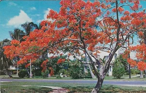 Vintage Florida Chrome Postcard Royal Poinciana Tree in Bloom Homes - Picture 1 of 2