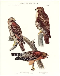 1914 Vintage Print Red Shouldered Tailed Hawk Hawks New York Bird Birds Fuertes - Picture 1 of 3