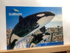 Killerwale auf Seaworld: Orlando, FL - Vintage Postkarte - Bild 1 von 3