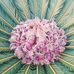 Cycas revoluta Seeds 50 pcs. Cicas, Palmlike cycad, Sago palm, Succulent - Foto 1 di 9